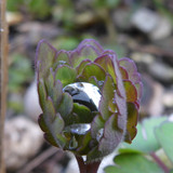 Flora Plant Beauty Publicdomain (196)