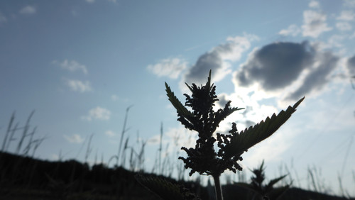 Flora Plant Beauty Publicdomain (209).jpg