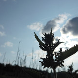 Flora Plant Beauty Publicdomain (209)