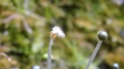 Flora Plant Beauty Publicdomain (189).jpg