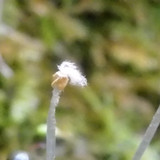 Flora Plant Beauty Publicdomain (189)