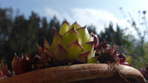 Flora Plant Beauty Publicdomain (204).jpg