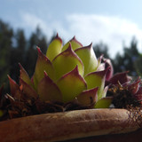 Flora Plant Beauty Publicdomain (204)