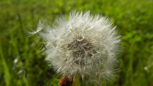 Flora Plant Beauty Publicdomain (206).jpg