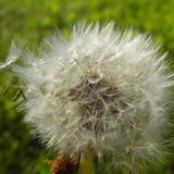 Flora Plant Beauty Publicdomain (206)