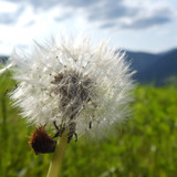 Flora Plant Beauty Publicdomain (208)