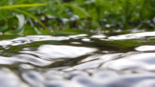 Flora Plant Beauty Publicdomain (191).jpg