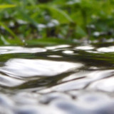 Flora Plant Beauty Publicdomain (191)