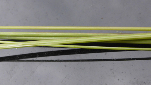 Flora Plant A Beauty Publicdomain (29).jpg