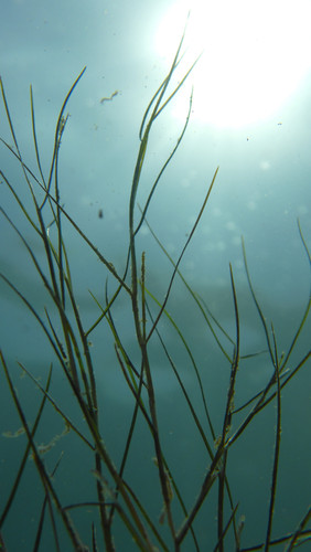 Flora Plant A Beauty Publicdomain (35).jpg