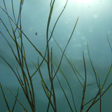 Flora Plant A Beauty Publicdomain (35)