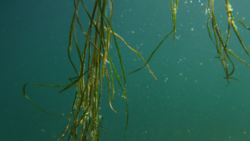 Flora Plant A Beauty Publicdomain (30).jpg