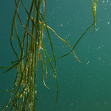 Flora Plant A Beauty Publicdomain (30)