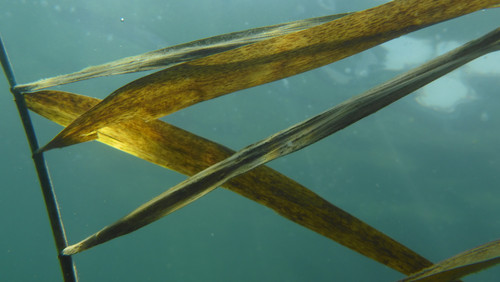 Flora Plant A Beauty Publicdomain (38).jpg