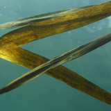 Flora Plant A Beauty Publicdomain (38)