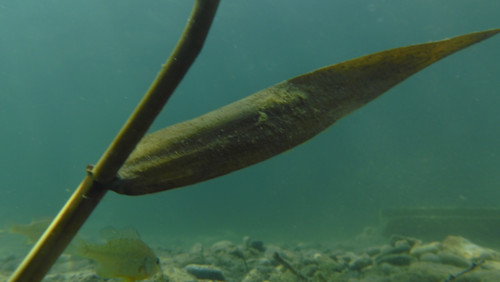 Flora Plant A Beauty Publicdomain (40).jpg