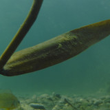 Flora Plant A Beauty Publicdomain (40)