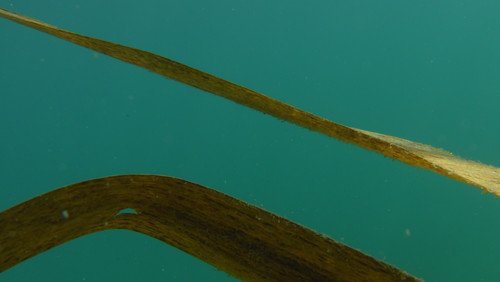 Flora Plant A Beauty Publicdomain (37).jpg