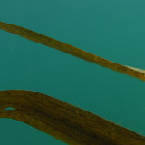 Flora Plant A Beauty Publicdomain (37)