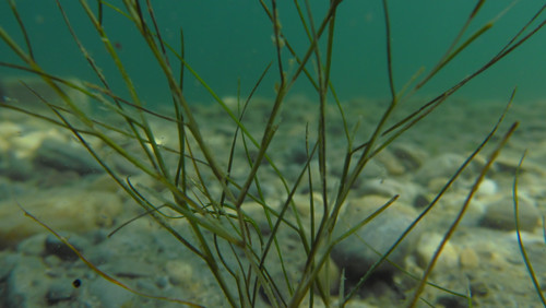 Flora Plant A Beauty Publicdomain (34).jpg