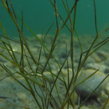 Flora Plant A Beauty Publicdomain (34)