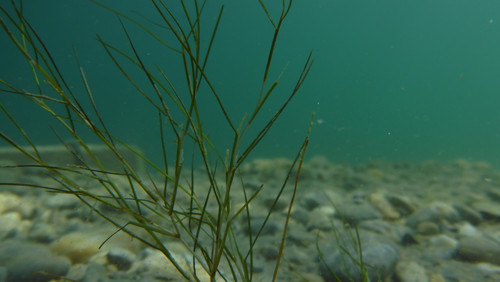 Flora Plant A Beauty Publicdomain (33).jpg