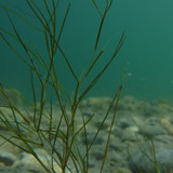 Flora Plant A Beauty Publicdomain (33)