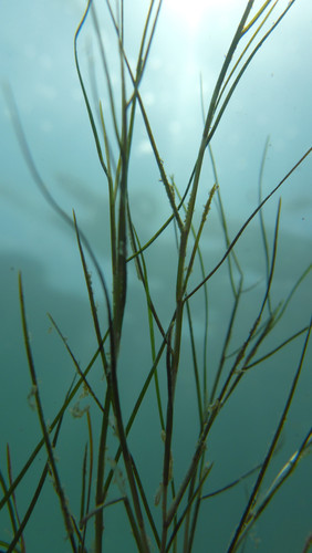 Flora Plant A Beauty Publicdomain (36).jpg