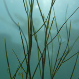 Flora Plant A Beauty Publicdomain (36)