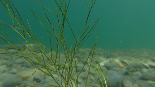 Flora Plant A Beauty Publicdomain (32).jpg