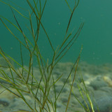 Flora Plant A Beauty Publicdomain (32)