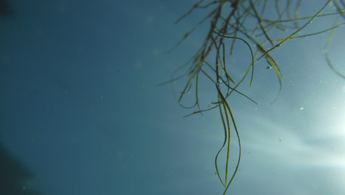 Flora Plant A Beauty Publicdomain (31).jpg