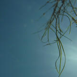 Flora Plant A Beauty Publicdomain (31)