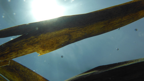 Flora Plant A Beauty Publicdomain (39).jpg