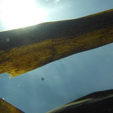 Flora Plant A Beauty Publicdomain (39)