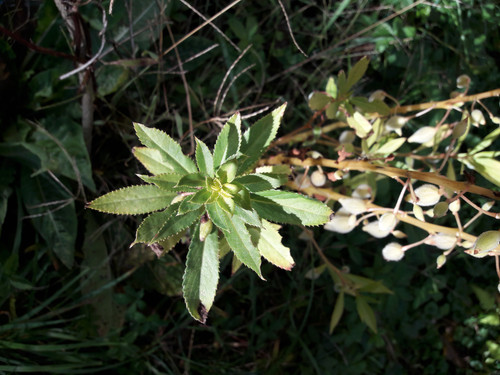 Symbol For Nature.jpg