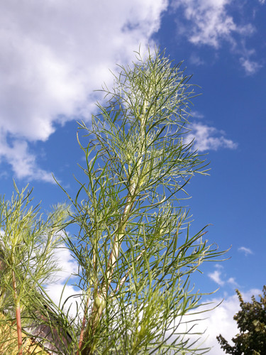 Symbol For Nature.jpg