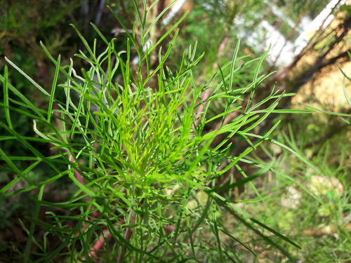 Vegetable Plants.jpg
