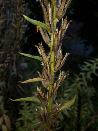 Symbol For Nature.jpg