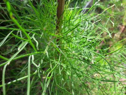 Vegetable Plants.jpg
