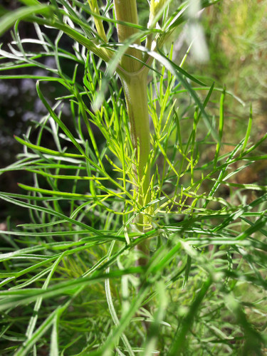 Vegetable Plants.jpg