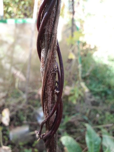 Vegetable Plants.jpg