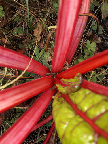 Vegetable Plants.jpg