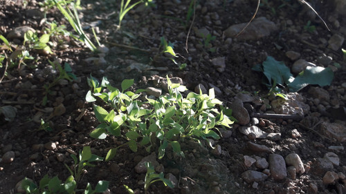 Vector Atmosphere.jpg