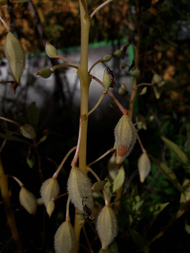 Symbol For Nature.jpg