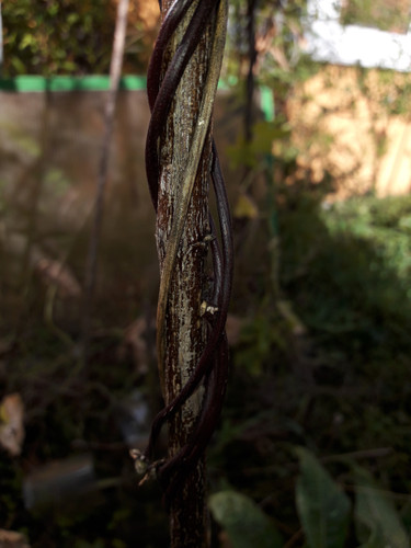 Vegetable Plants.jpg