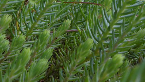 Flora Plant Beauty Publicdomain (267).jpg