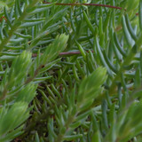 Flora Plant Beauty Publicdomain (267)