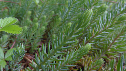 Flora Plant Beauty Publicdomain (266).jpg