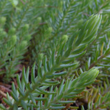 Flora Plant Beauty Publicdomain (266)